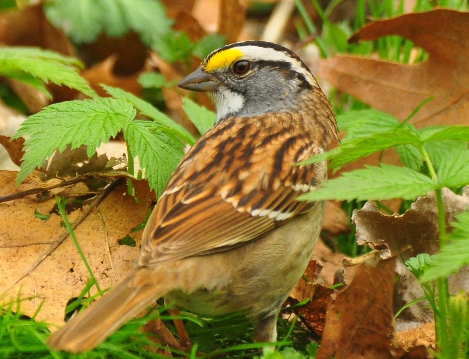 White-throated sparrow